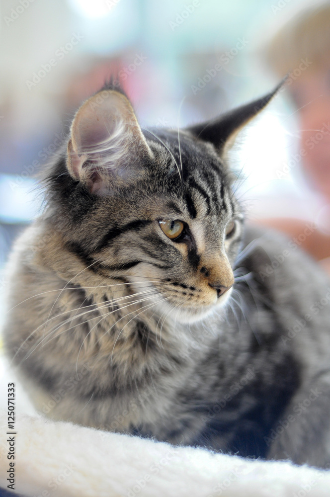 grey adult cat or kitten sits with a frown, looking into the distance, turned away