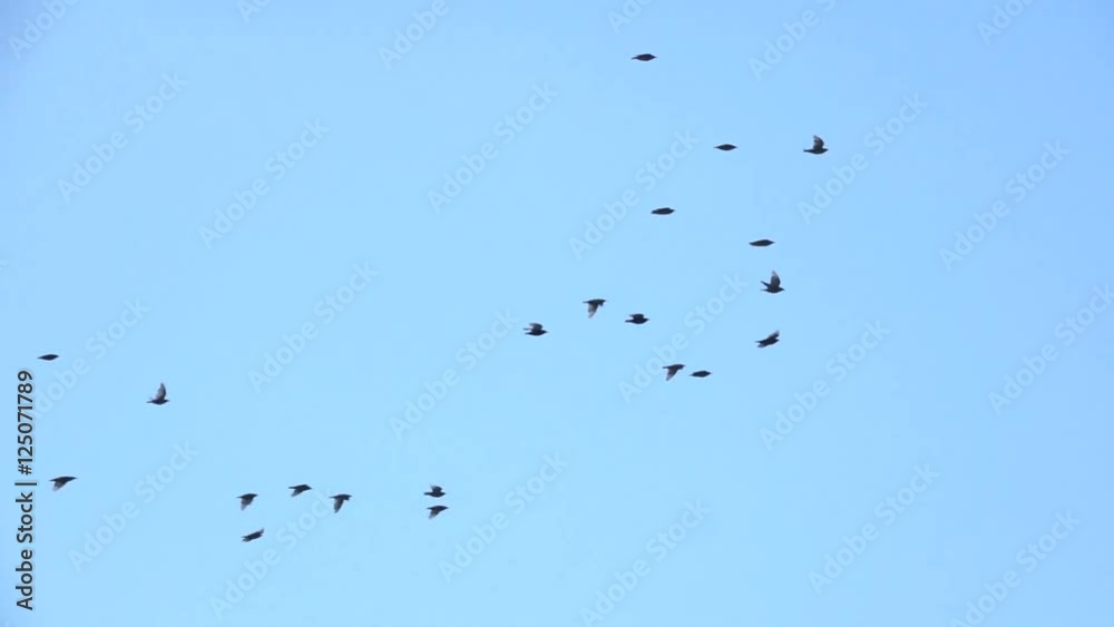 Birds flying in blue sky. Nature background with wildlife. Birds flying in blue sky. Nature background with wildlife.
