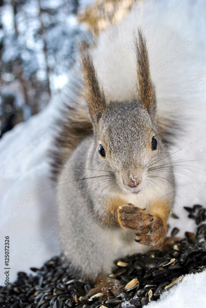 Fototapeta premium A gray squirrel sits on snow and eats seeds 