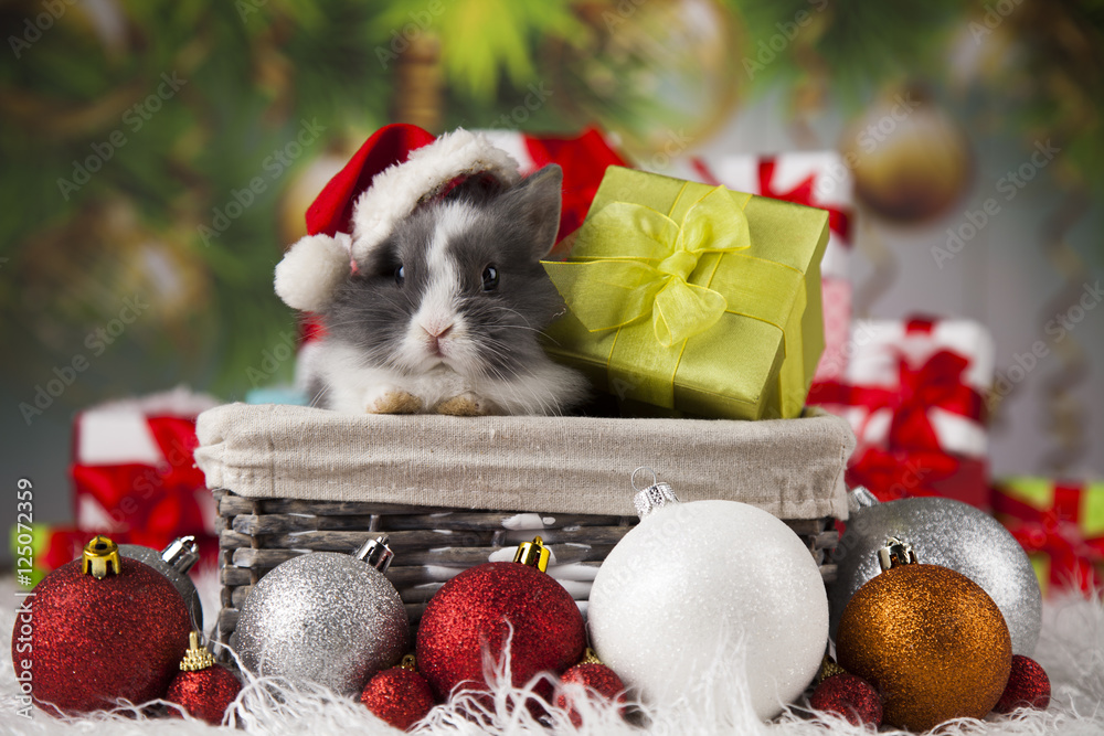 Obraz premium Little santa bunny on Christmas background