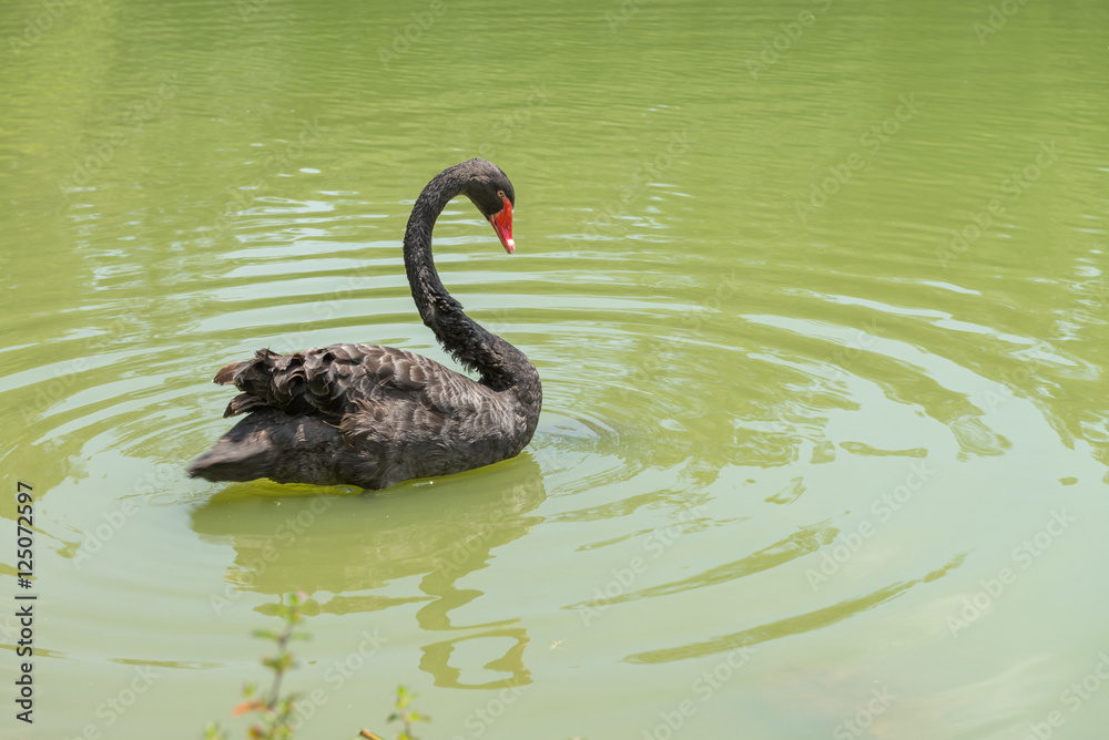 Fototapeta premium Goose with orange beak enjoying the cold water