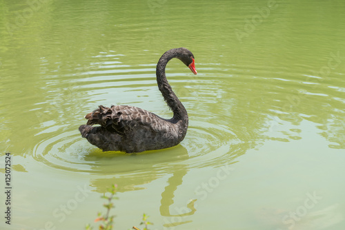 Fototapeta Naklejka Na Ścianę i Meble -  Goose with orange beak enjoying the cold water