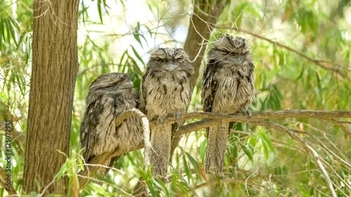 Group of juvenile Australian tawny frogmouth nocturnal birds perched on tree branch to sleep during daylight, 4K 30p photo