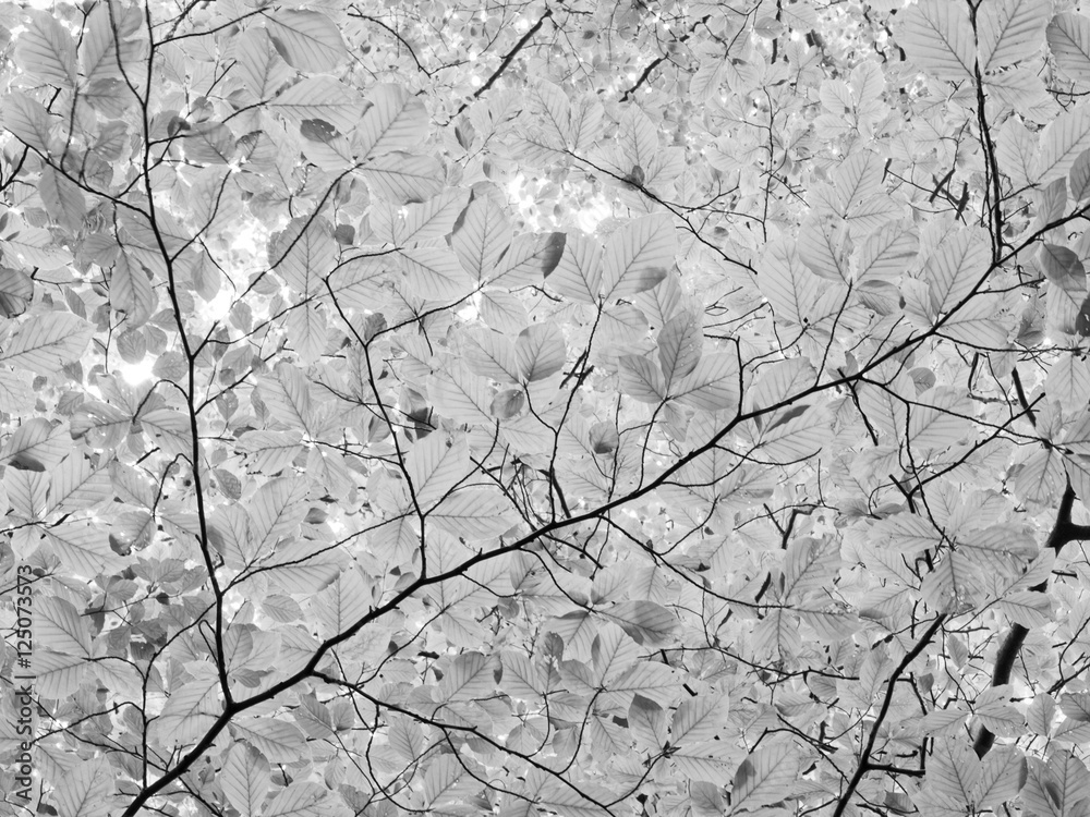 Branches of leaves Branches of leaves