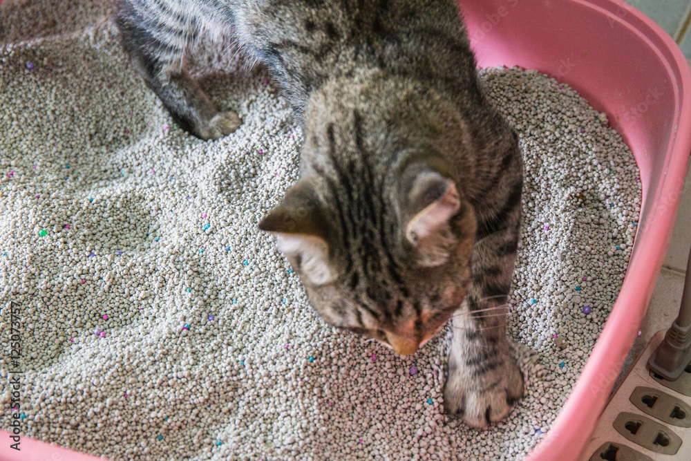 Fototapeta premium kot toaletowy Czyszczenie piasku kota w kuwecie