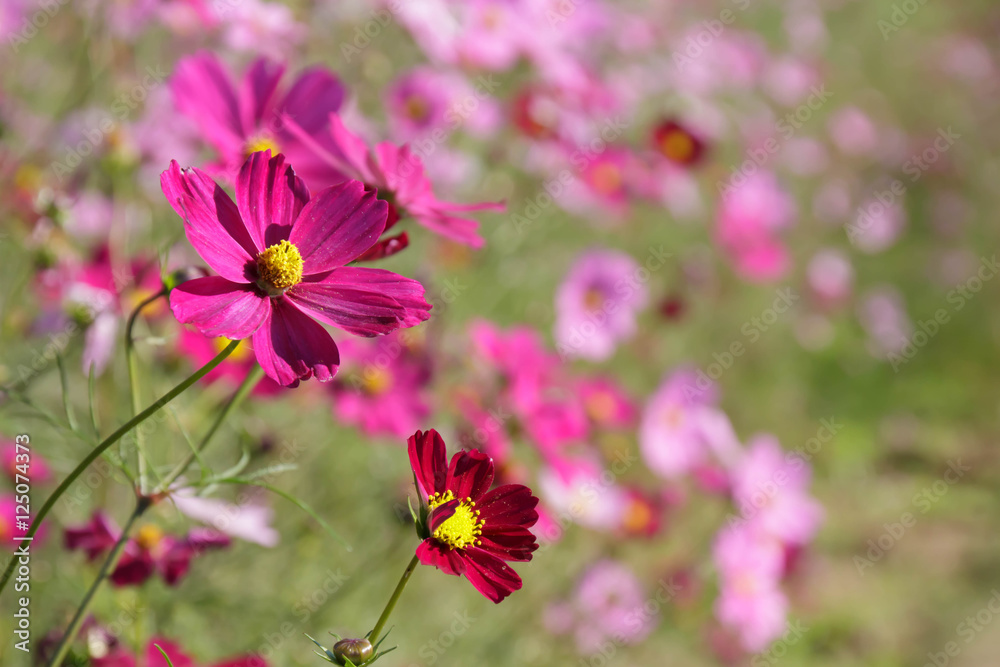 Cosmos Cosmos