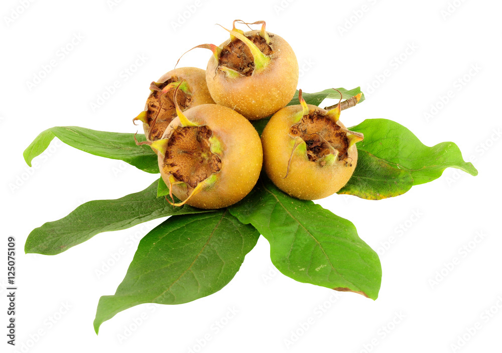 Common Medlar Fruit Stock Photo Adobe Stock