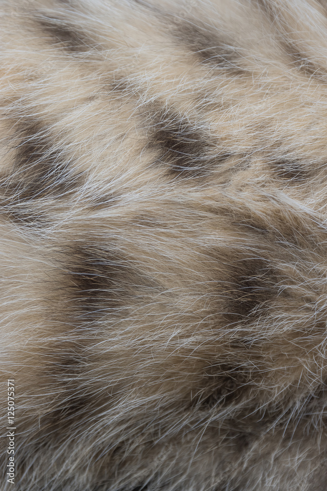This is a hairy abdomen of cats. Have a look at the wool soft patterned black, alternating with gray and yellow. This is a hairy abdomen of cats. Have a look at the wool soft patterned black, alternating with gray and yellow.