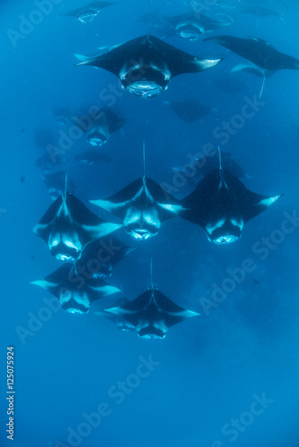 Manta Rays in Hanifaru bay © divedog