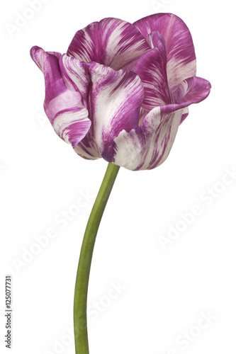 tulip