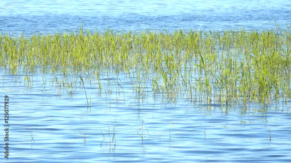 Reeds by lake. Tranquil nature background film clip. Reeds by lake. Tranquil nature background film clip.