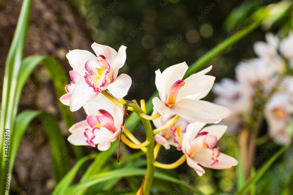 white cymbidium flower white cymbidium flower