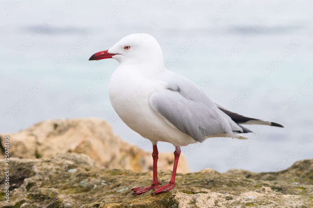 Silver Gull on Rottnest Island Silver Gull on Rottnest Island