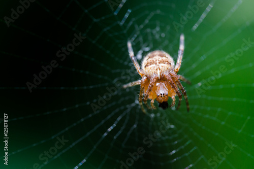 Spider waiting on web