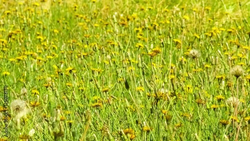 Field of wild yellow dandelion flowers swaying in the wind, 4K 24p