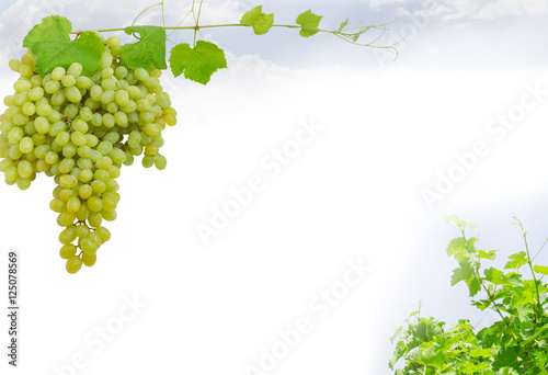 Background of table grapes with vines
