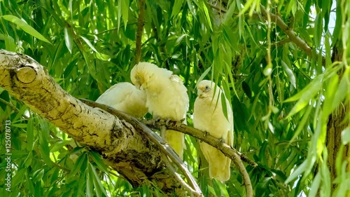Family of white cockatoo parrots demonstrating social preening and nurturing as one bird grooms another with sound, 4K 30p