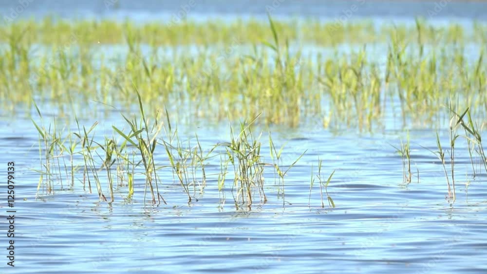 Reeds in lake. Tranquil nature background film clip. Reeds in lake. Tranquil nature background film clip.