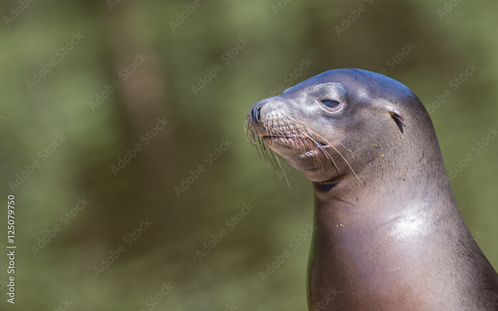 Fototapeta premium Sea lion closeup