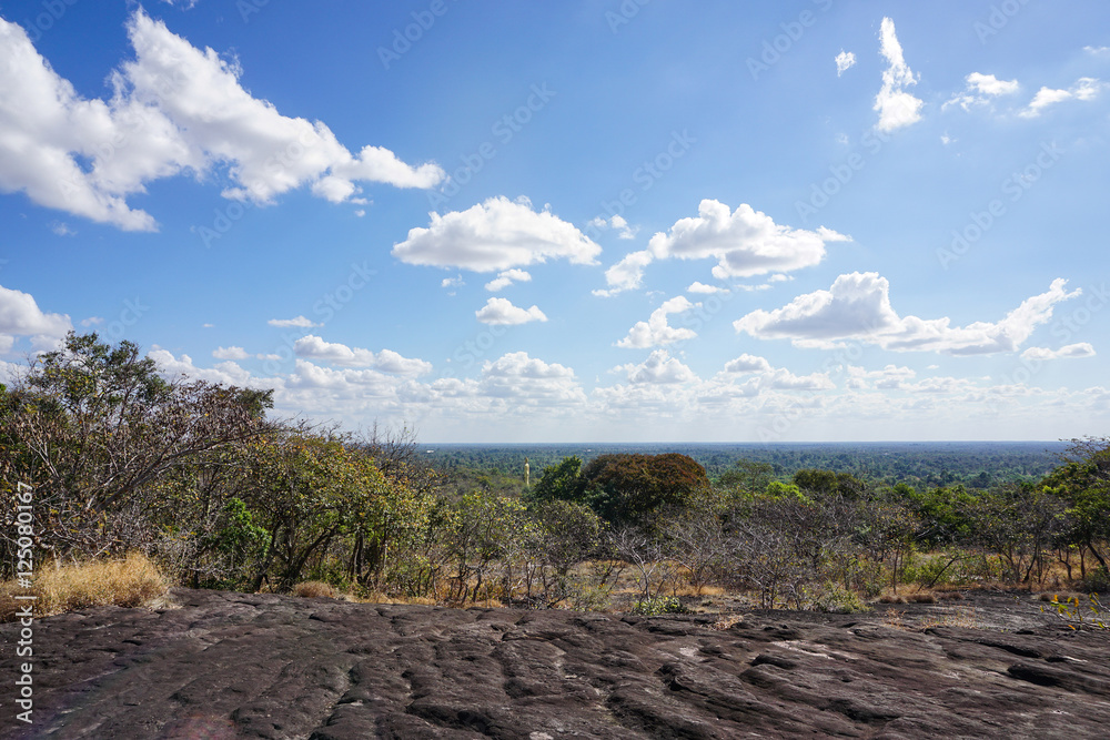 Fototapeta premium Forest drought with blue sky.