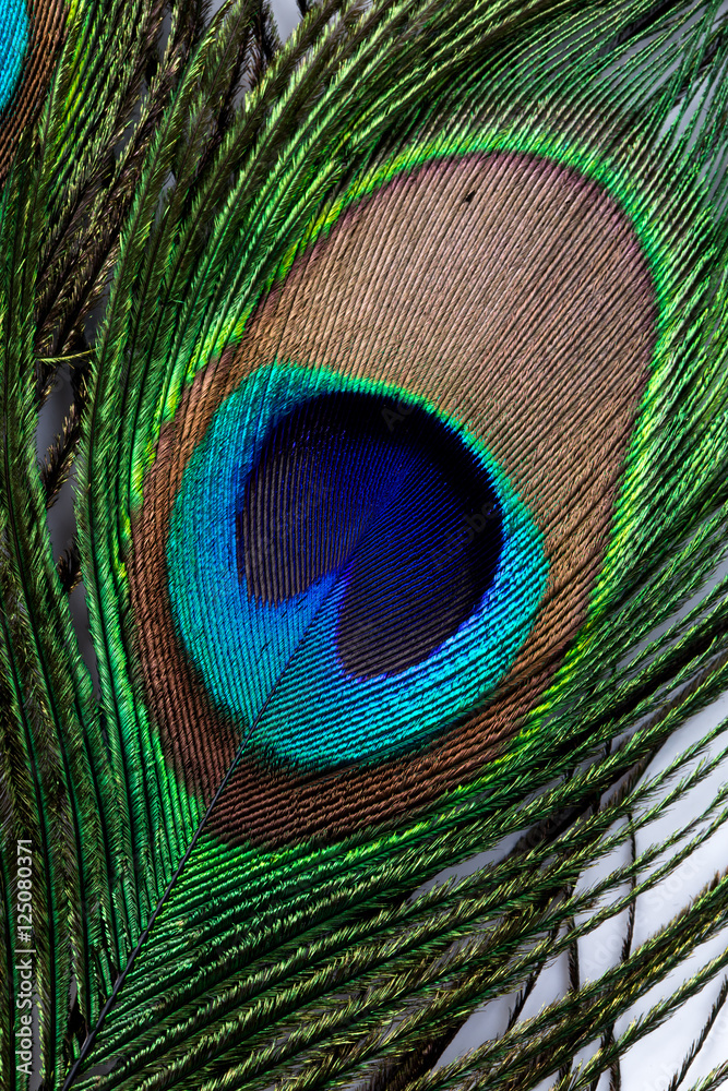 Obraz premium Peacock feather