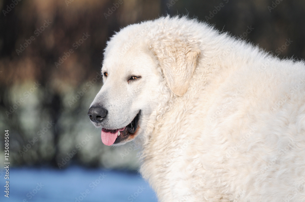 Livestock guardian dog Livestock guardian dog