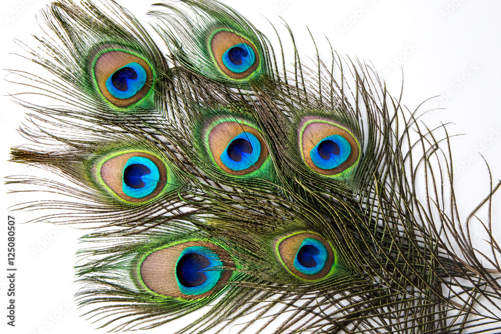 Obraz premium Peacock feather