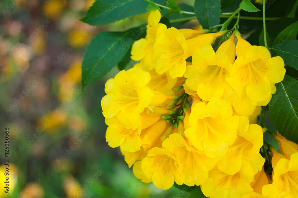 Ginger Thomas Flower Hires Stock Photography And Images, 48 OFF