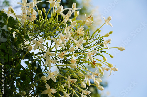 Millingtonia hortensis flower or tree jasmine flower or Indian cork tree flower photo