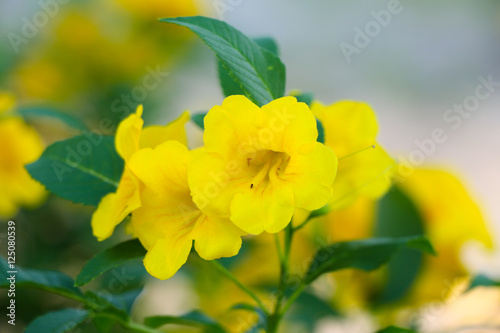 Tecoma stans flower or yellow trumpetbush flower  or yellow bells flower or yellow elder flower or ginger-thomas flower