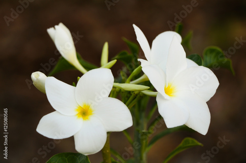 Plumeria pudica Jacq. flower or Bridal Bouquet flower or Fiddle leaf Plumeria flower