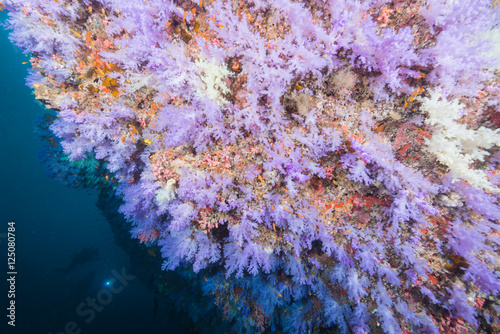 softcoral and fishes