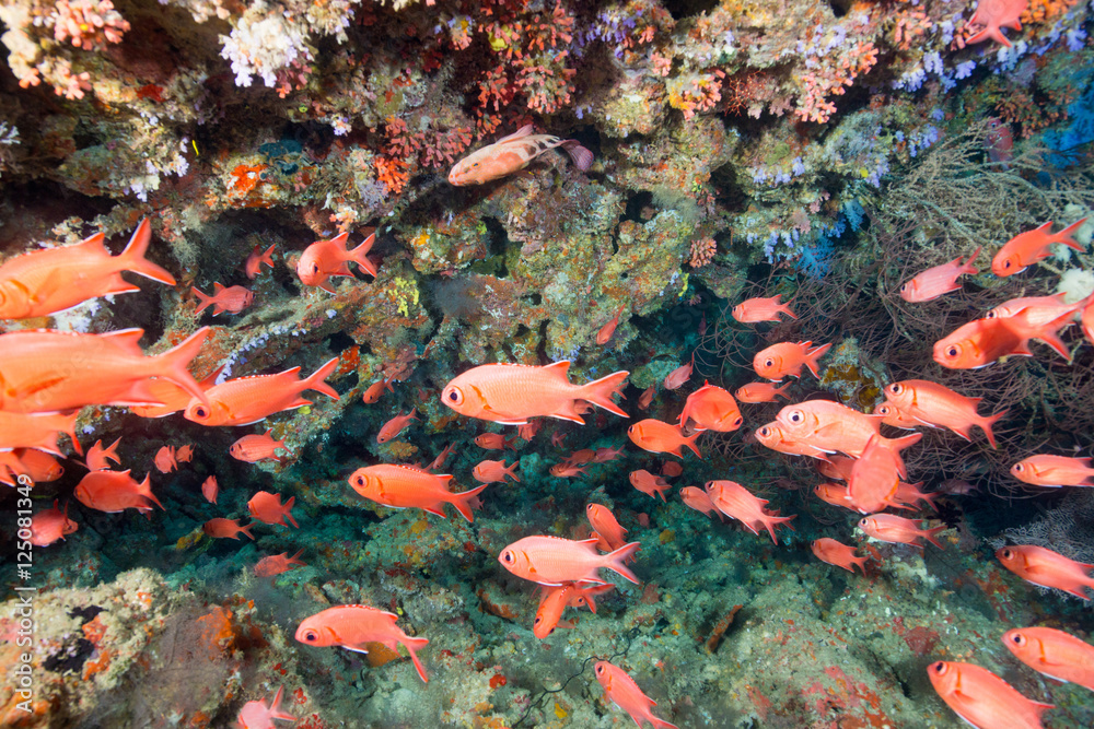 Obraz premium School of Blotcheye soldierfish