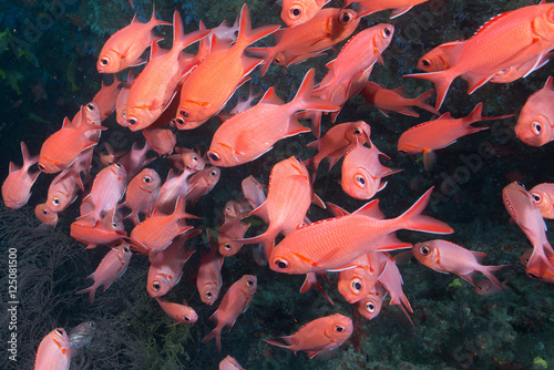 School of Blotcheye soldierfish photo