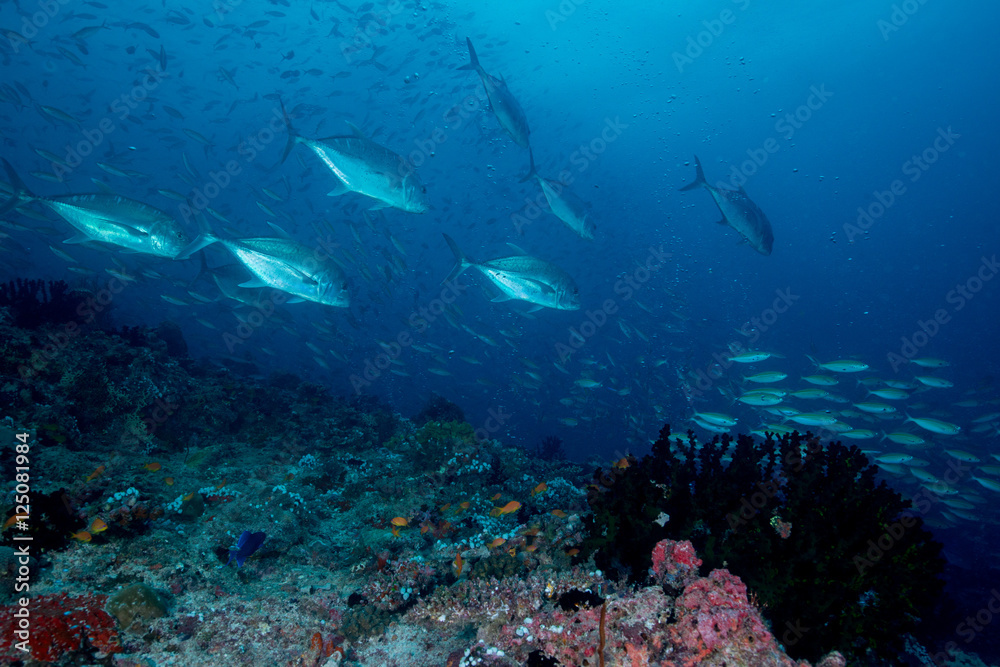 Giant trevally make an attack on Bartail fusilier Giant trevally make an attack on Bartail fusilier
