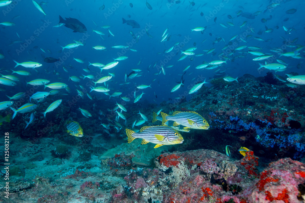 Fototapeta premium Indian Ocean oriental sweetlips