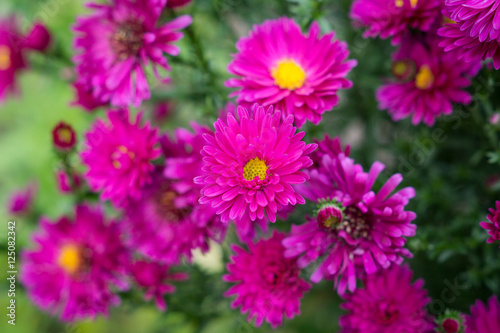 Aster flowers bloom in the garden. Selective focus.