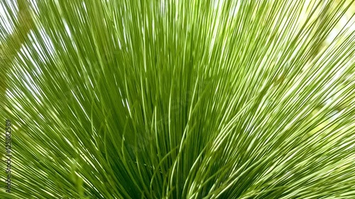 Fan like shape of grass tree spikes moving gently in wind, slow motion 30p photo