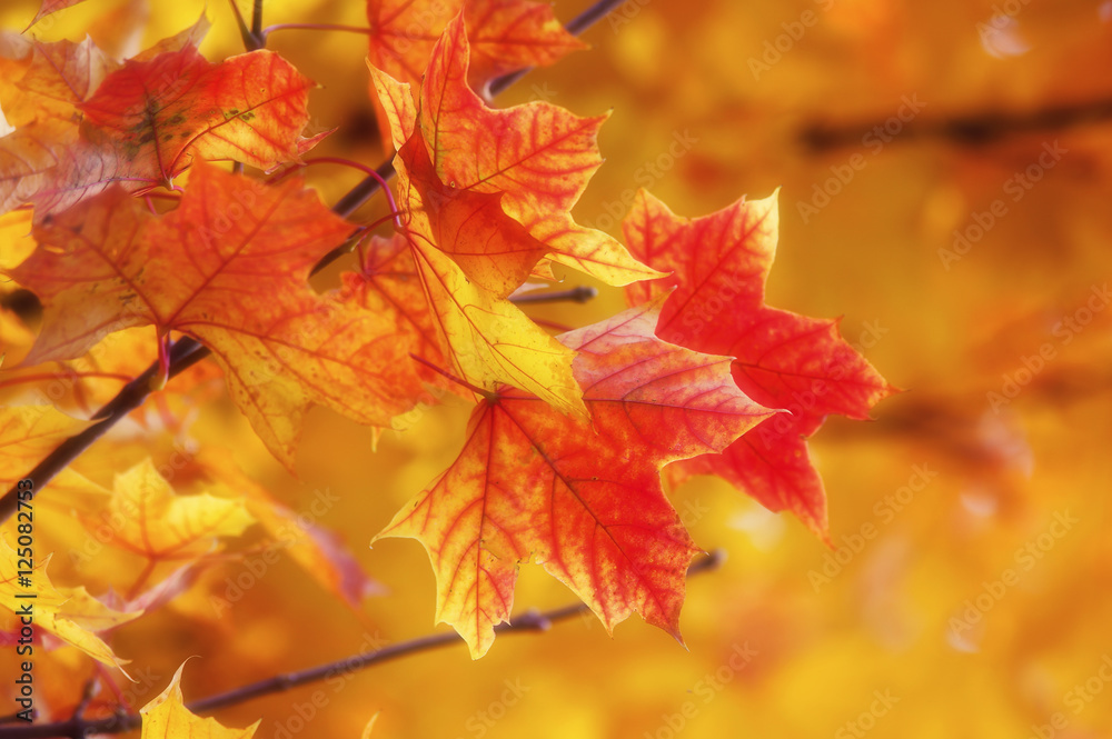 Herbstlaub vom Ahorn