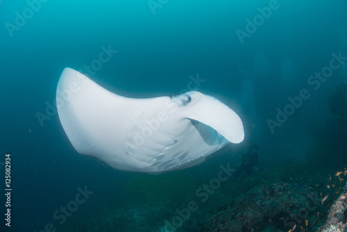 Manta Ray