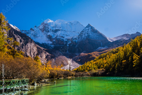 Autumn tree color and Pearl Lake yading with Holy Snow Mountain in Yading national reserve at Daocheng County  in the southwest of Sichuan Province  China.