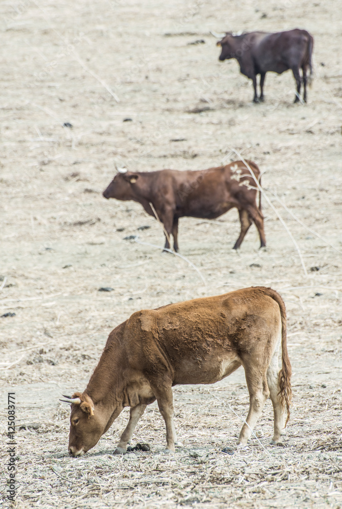 Fototapeta premium Bulls in a farm