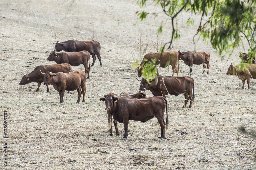 Bulls in a farm Bulls in a farm