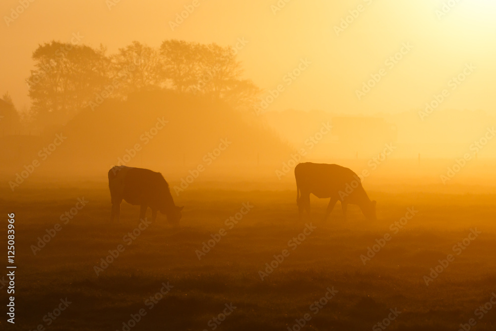 Fototapeta premium two cows in a foggy field