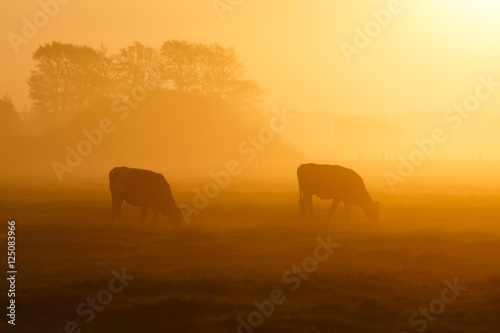 two cows in a foggy field © Pim Leijen