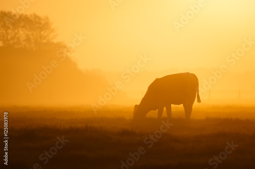 one cow on a foggy field © Pim Leijen