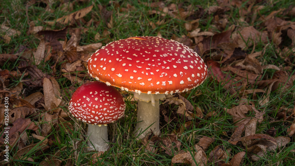 red magic mushrooms with Fall season backgrounds red magic mushrooms with Fall season backgrounds