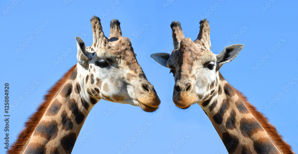Obraz premium Two giraffes in the background blue sky