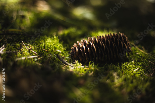 pine cone on green moss © petroffcocktail