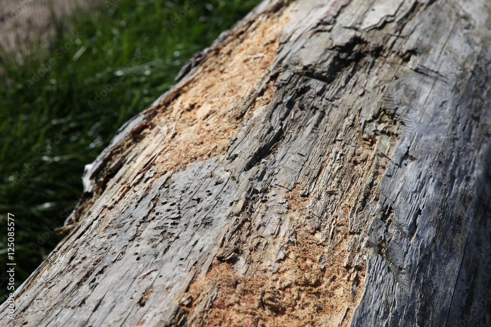 altes Holz altes Holz